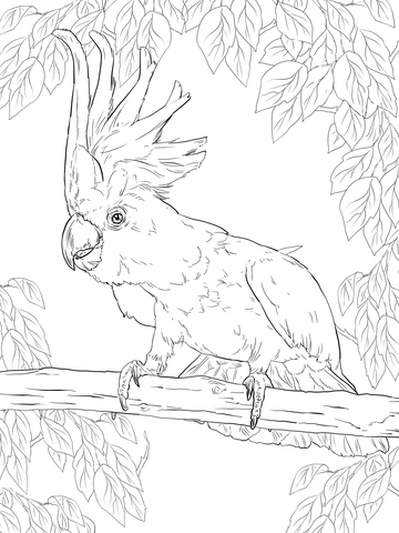 Sulphur Crested Cockatoo Coloring Page